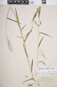 Dichanthelium dichotomum subsp. microcarpon image