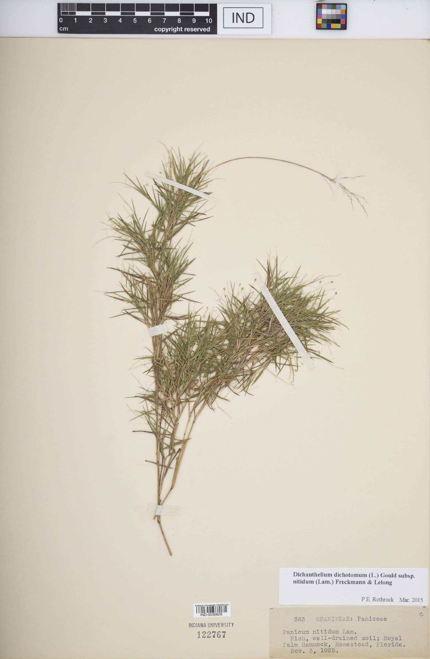 Dichanthelium dichotomum subsp. nitidum image
