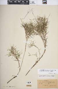 Dichanthelium dichotomum subsp. nitidum image