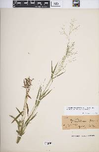 Dichanthelium dichotomum subsp. nitidum image