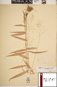 Dichanthelium dichotomum subsp. yadkinense image