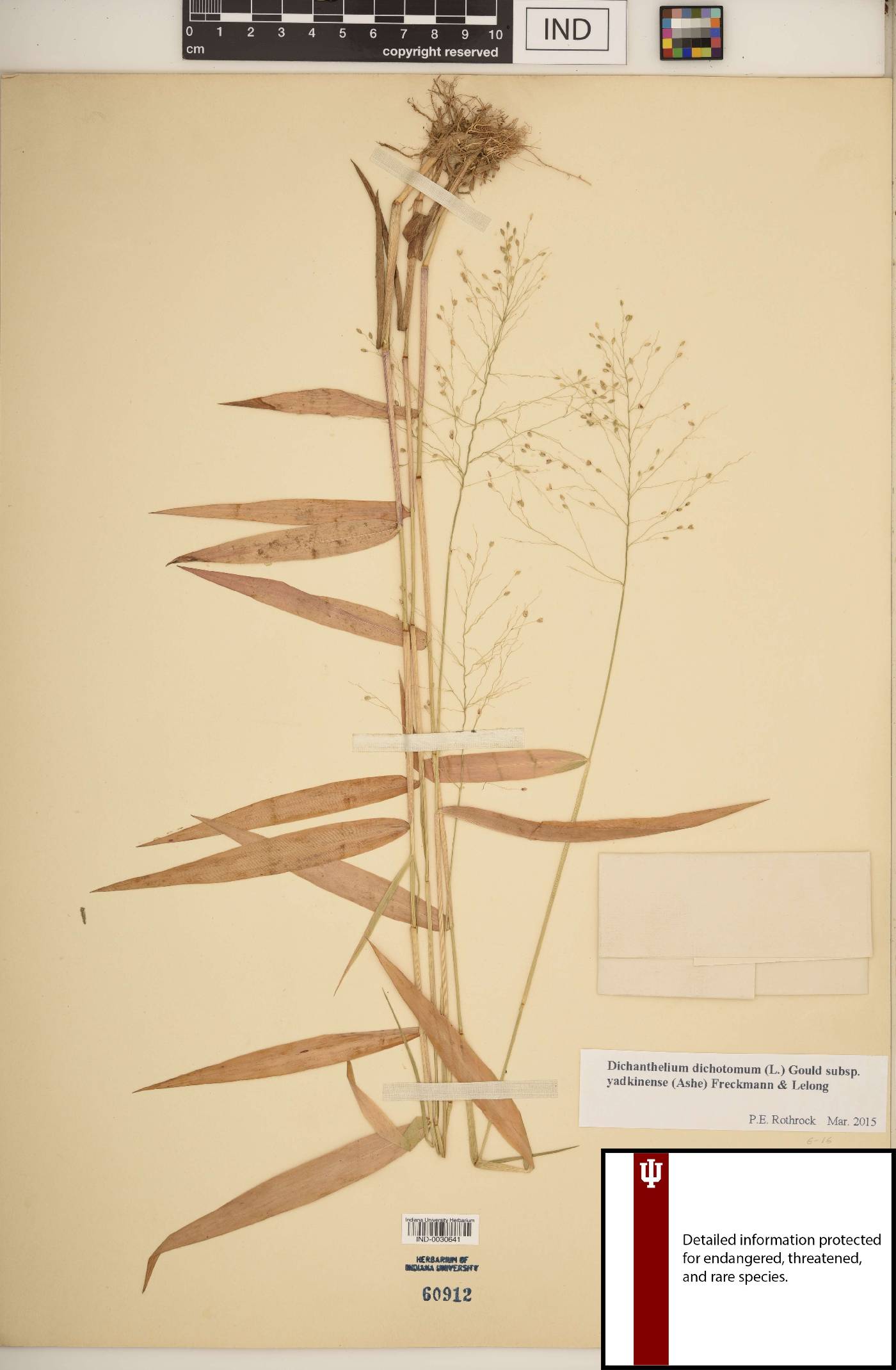 Dichanthelium dichotomum subsp. yadkinense image