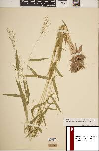 Dichanthelium dichotomum subsp. yadkinense image