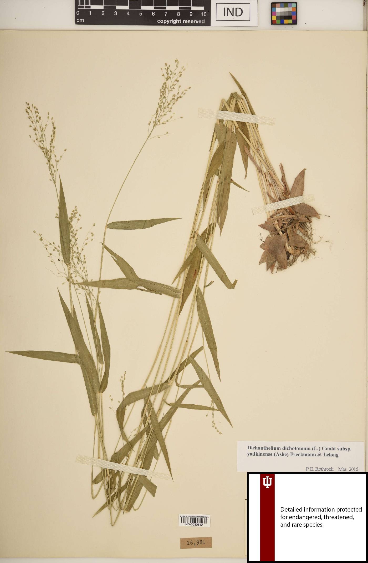 Dichanthelium dichotomum subsp. yadkinense image