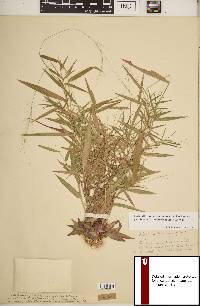 Dichanthelium dichotomum subsp. yadkinense image