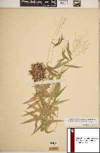 Dichanthelium dichotomum subsp. yadkinense image