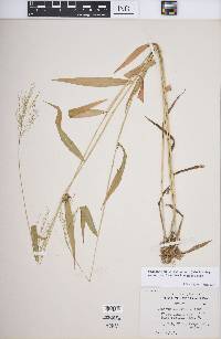 Dichanthelium dichotomum subsp. yadkinense image