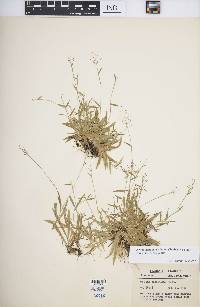 Dichanthelium ensifolium subsp. ensifolium image