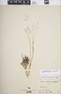 Dichanthelium ensifolium subsp. ensifolium image