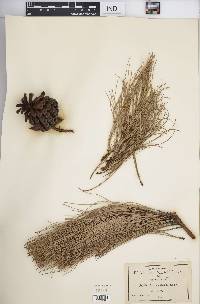 Pinus eslavae image