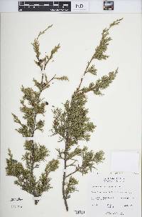 Juniperus virginiana var. virginiana image