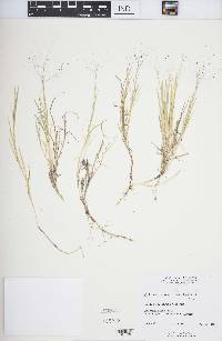 Muhlenbergia asperifolia image