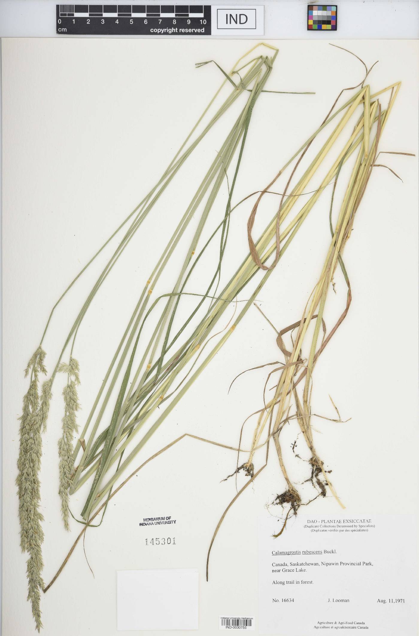 Calamagrostis rubescens image