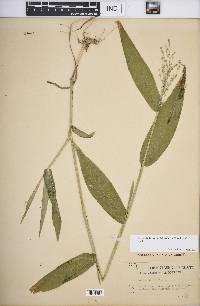 Dichanthelium latifolium image