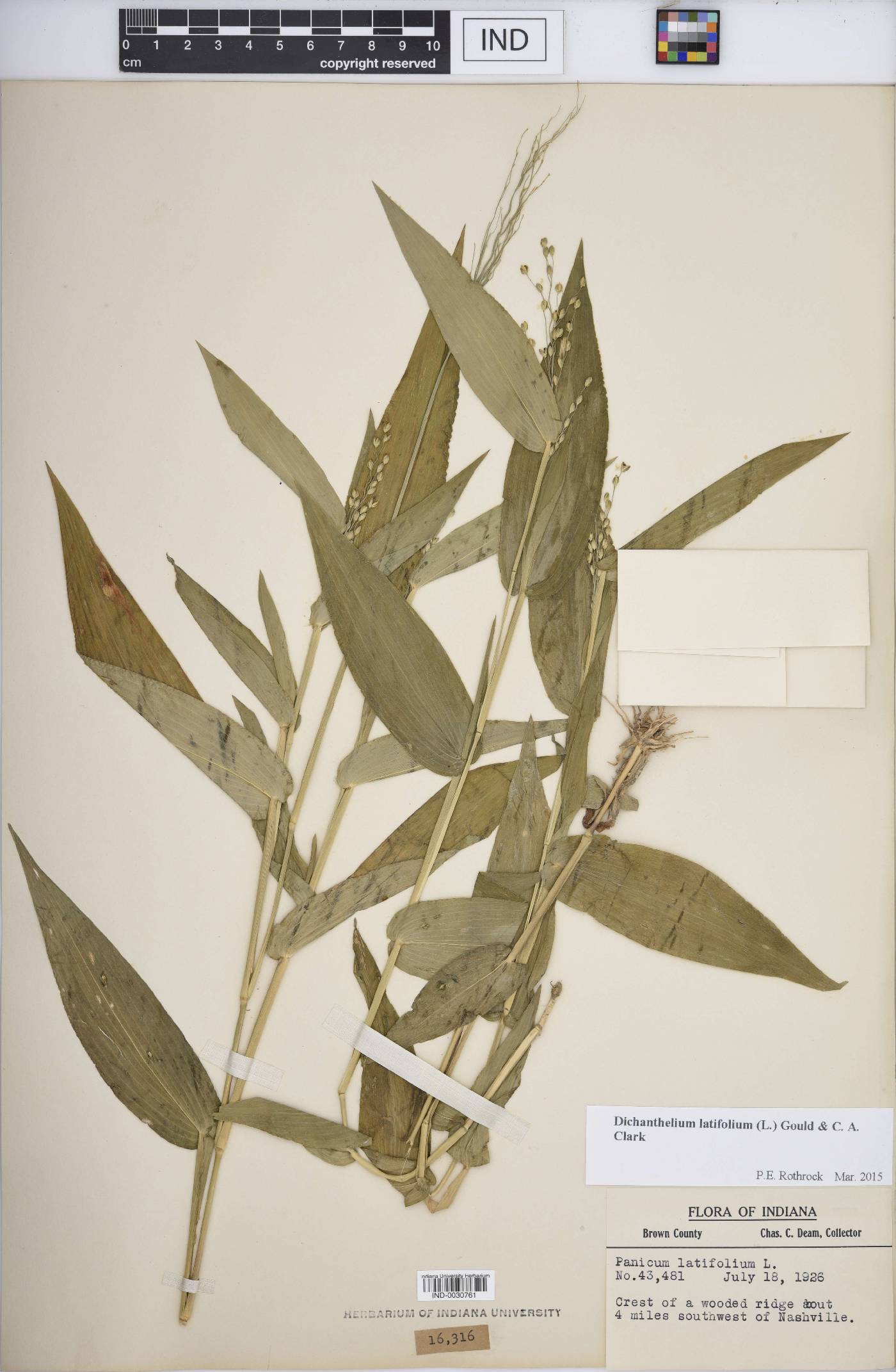 Dichanthelium latifolium image