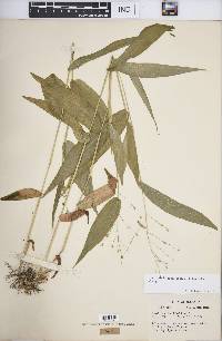 Dichanthelium latifolium image