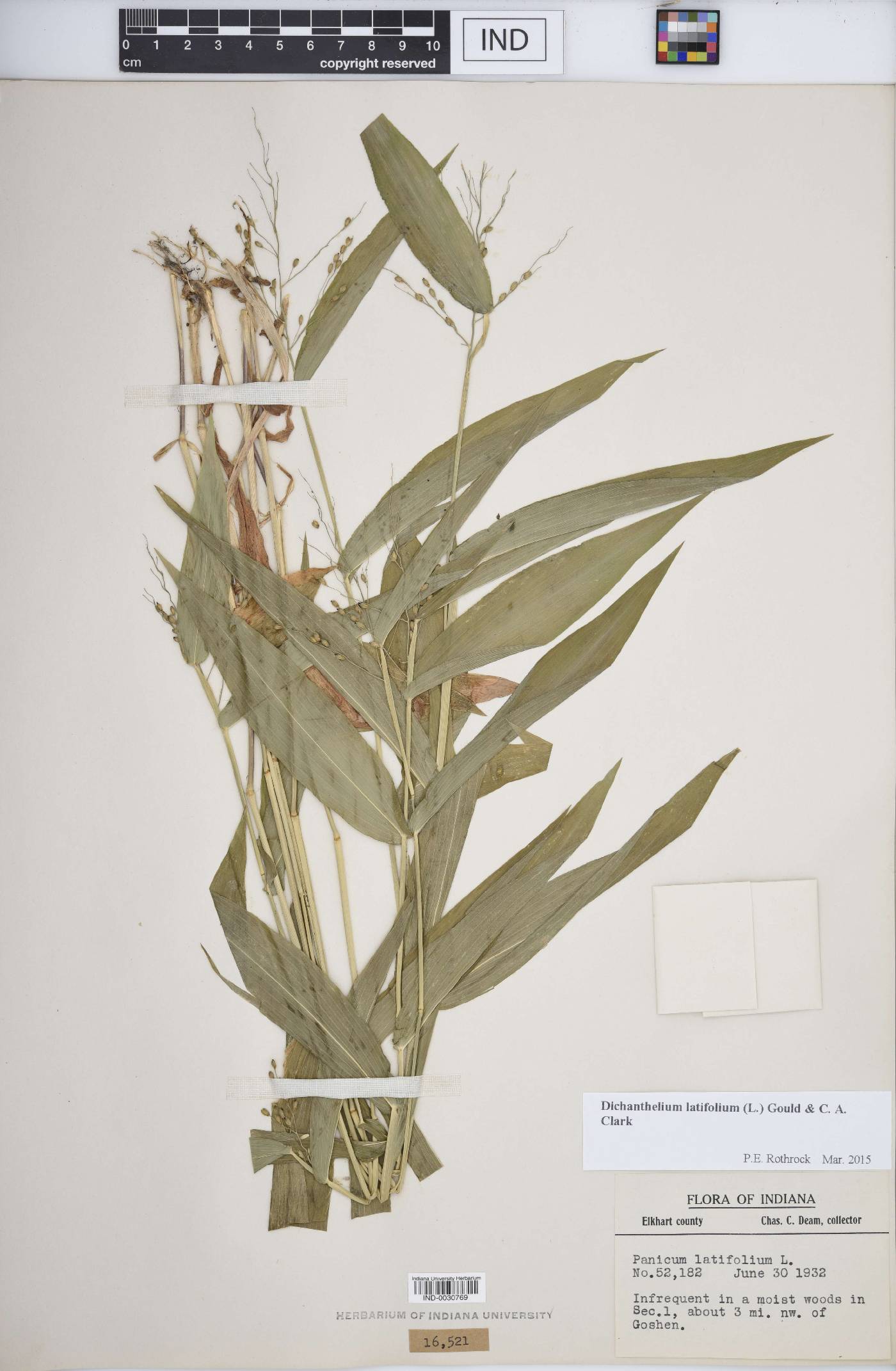 Dichanthelium latifolium image