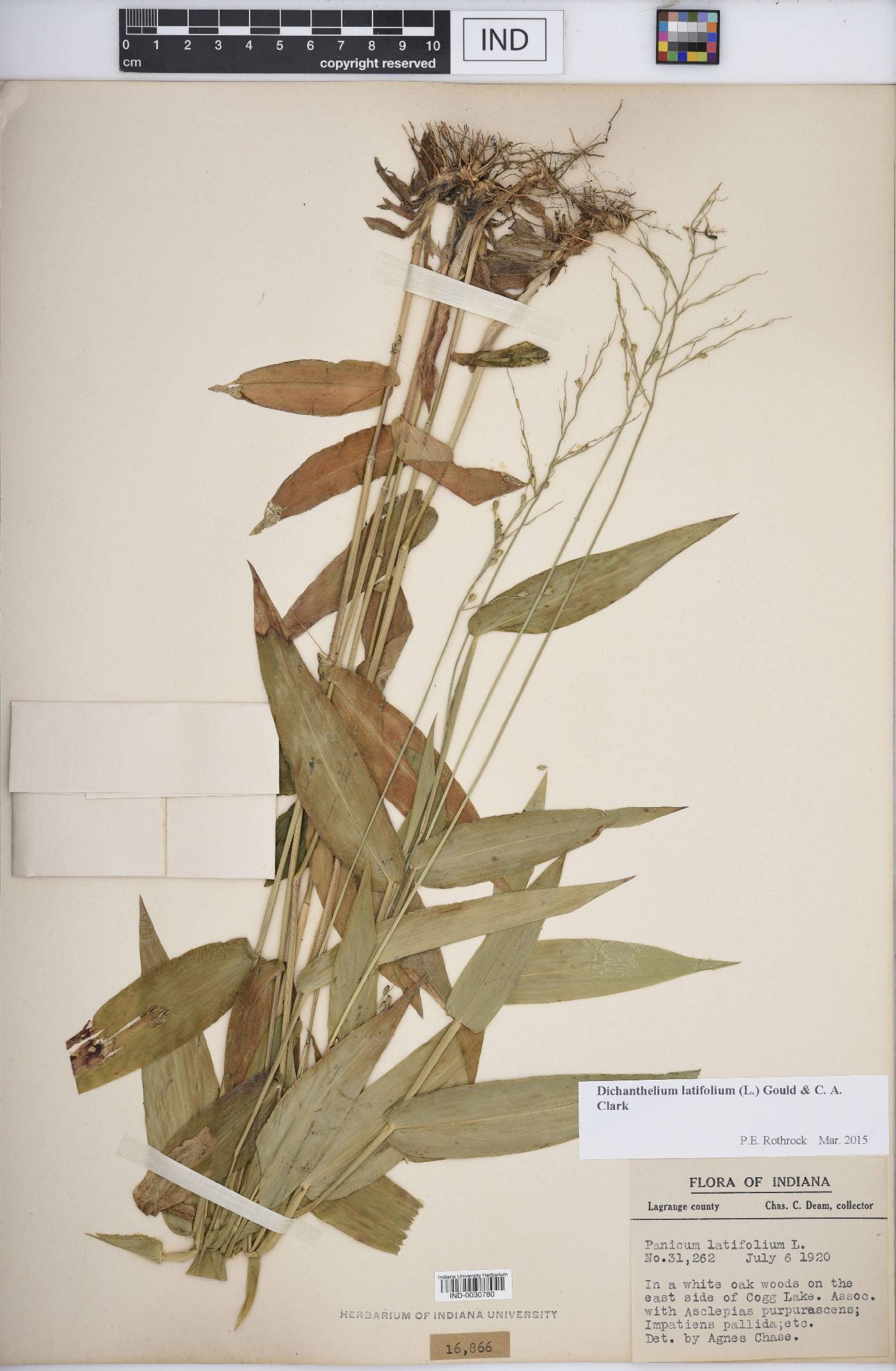 Dichanthelium latifolium image