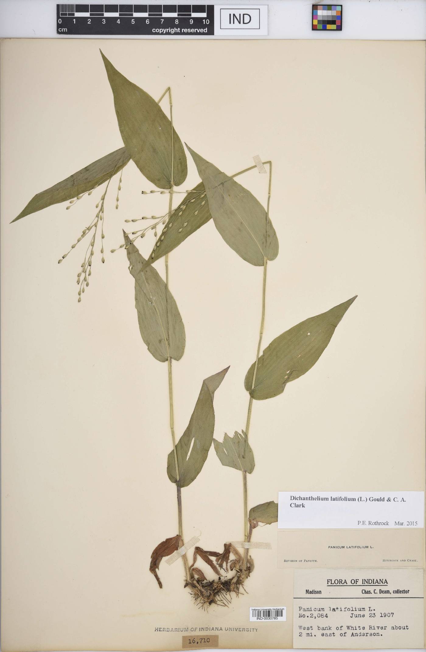 Dichanthelium latifolium image