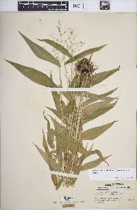 Dichanthelium latifolium image