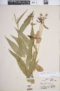 Dichanthelium latifolium image