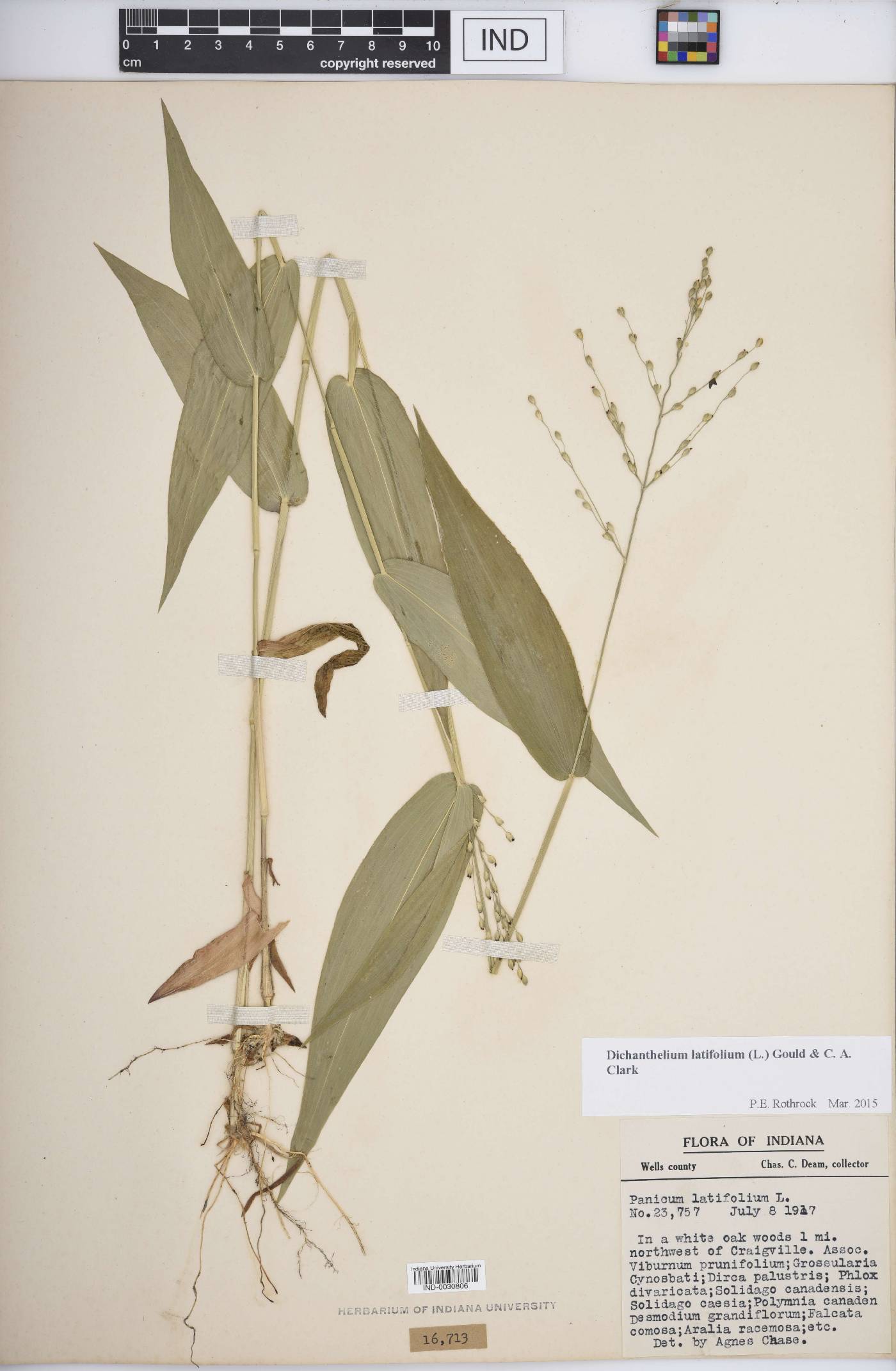 Dichanthelium latifolium image
