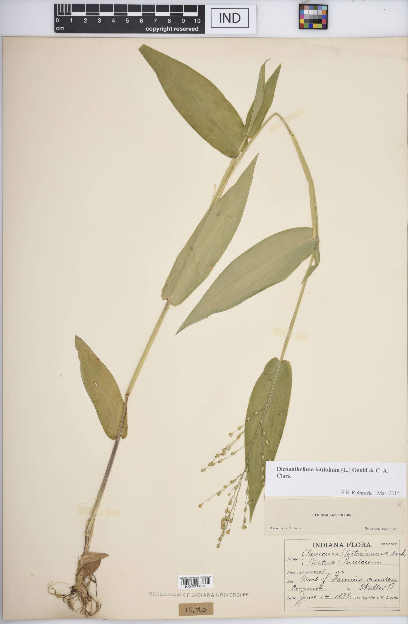 Dichanthelium latifolium image