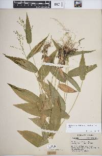 Dichanthelium latifolium image