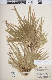 Dichanthelium laxiflorum image