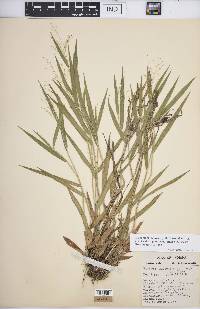 Dichanthelium ovale subsp. praecocius image