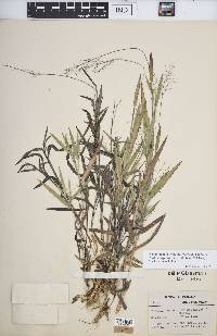 Dichanthelium ovale subsp. praecocius image