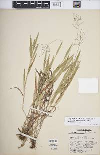 Dichanthelium acuminatum subsp. columbianum image