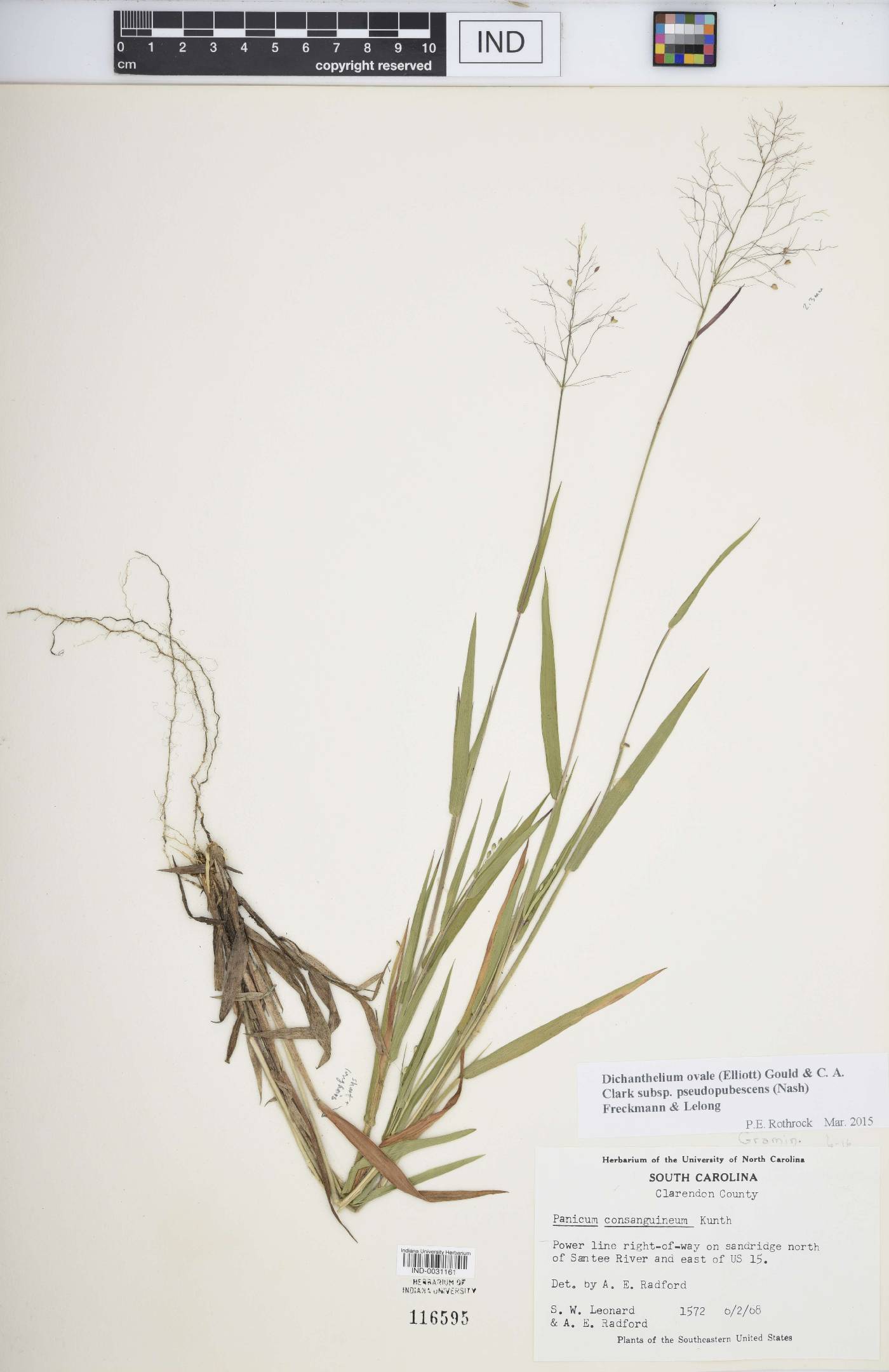Dichanthelium commonsianum image