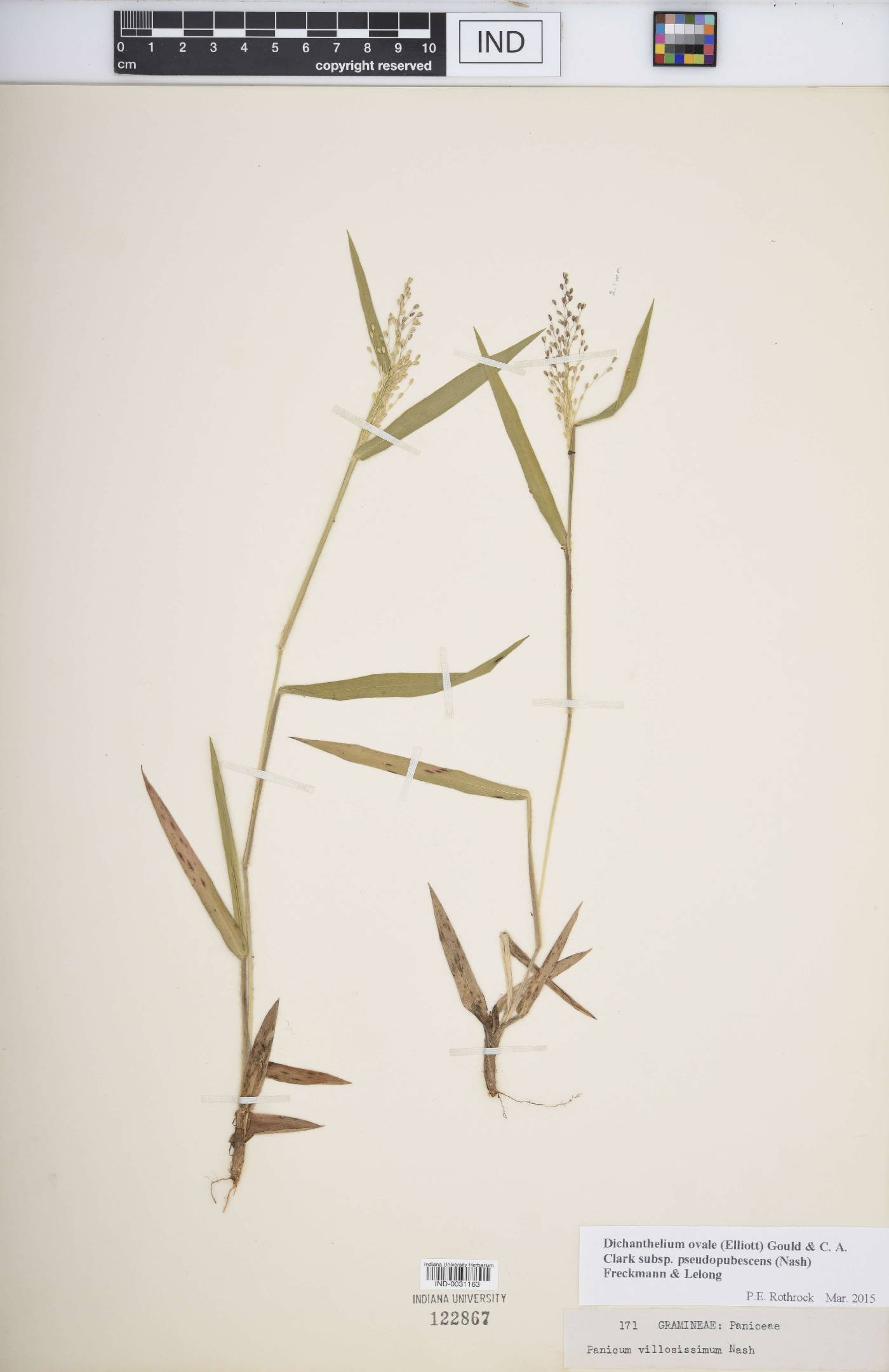 Dichanthelium villosissimum image
