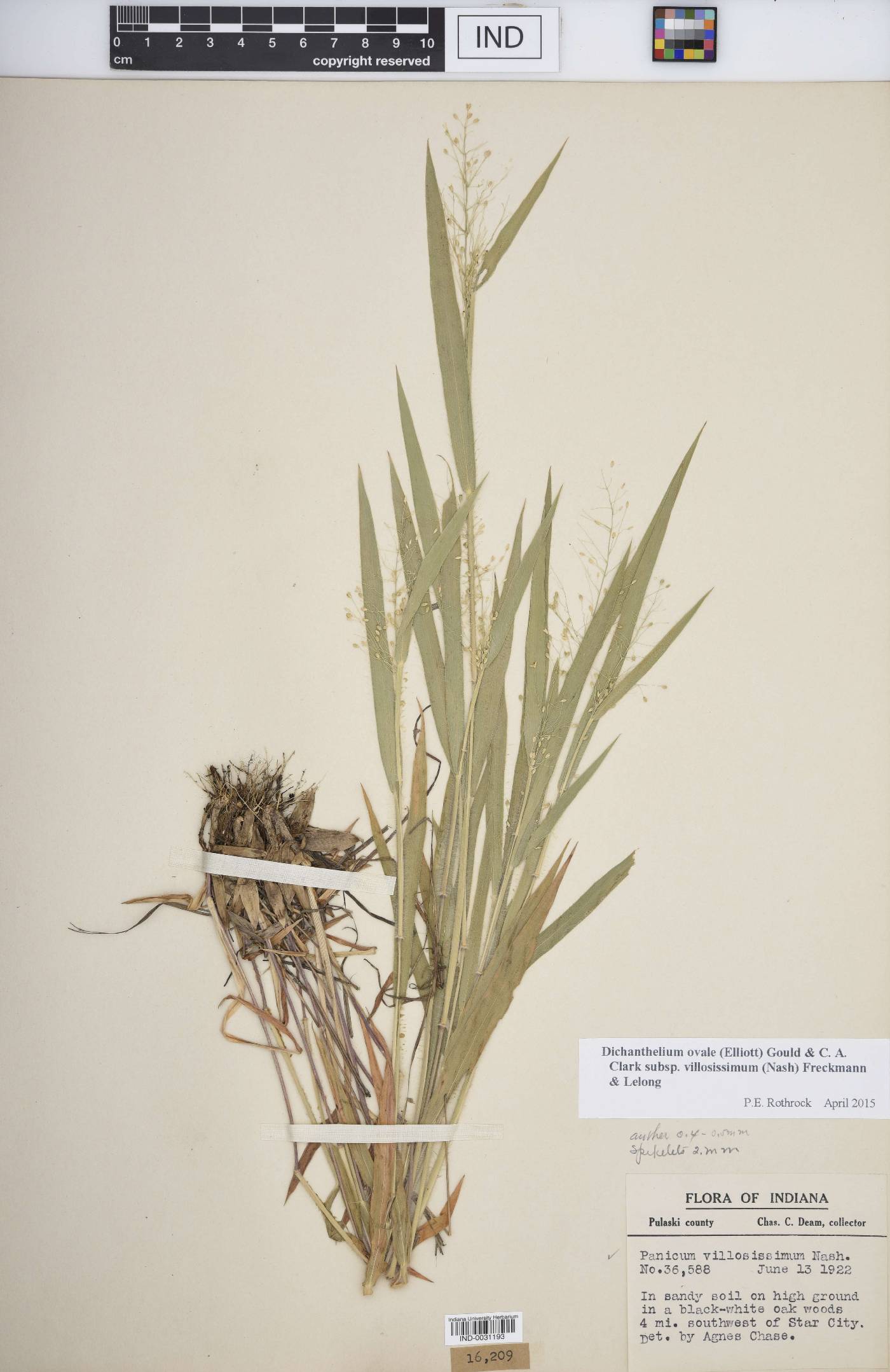 Dichanthelium villosissimum image