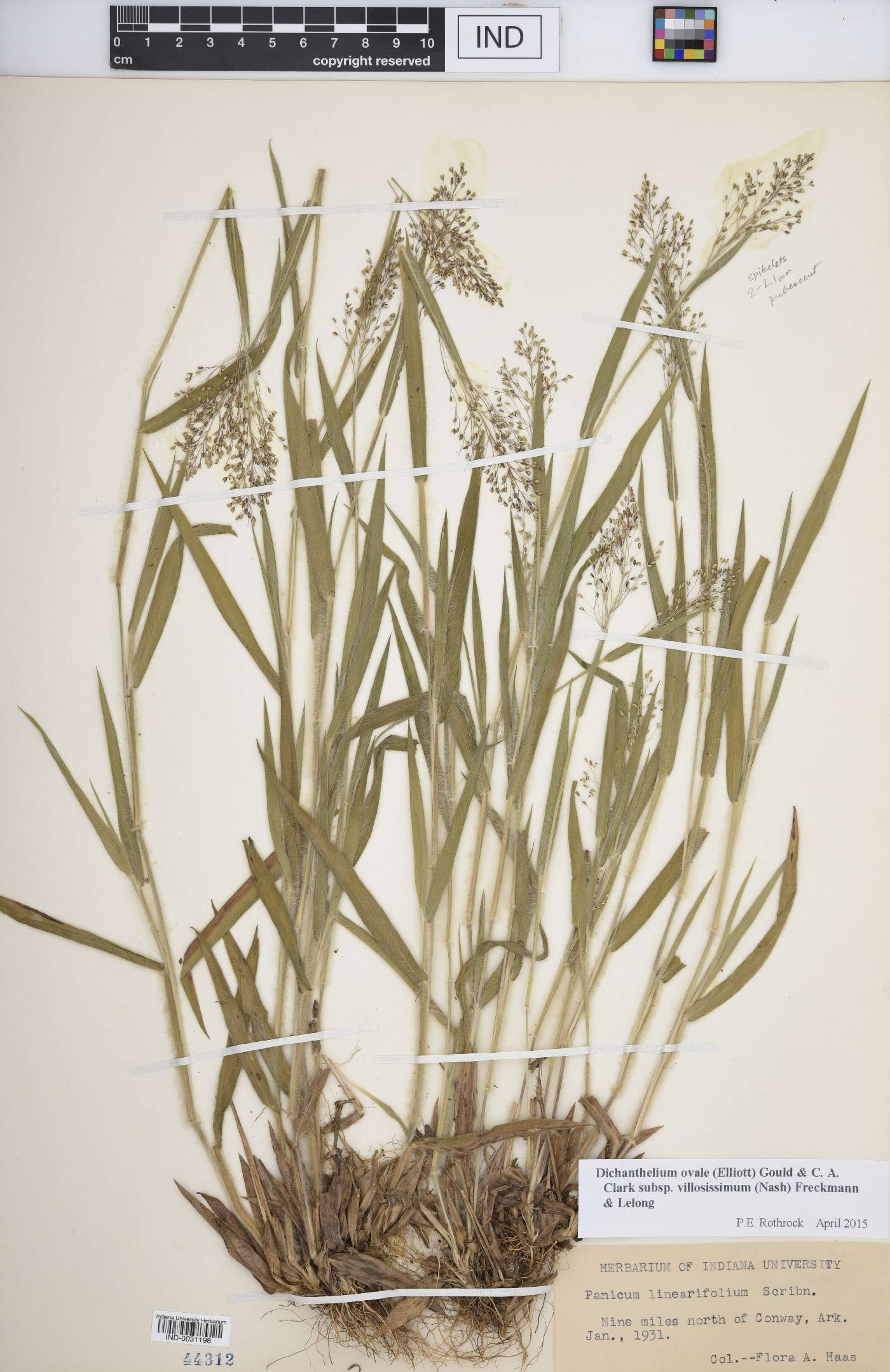 Dichanthelium villosissimum image