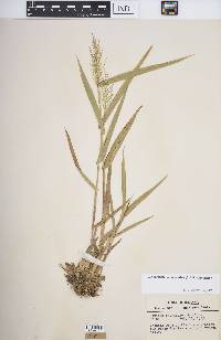 Dichanthelium polyanthes image