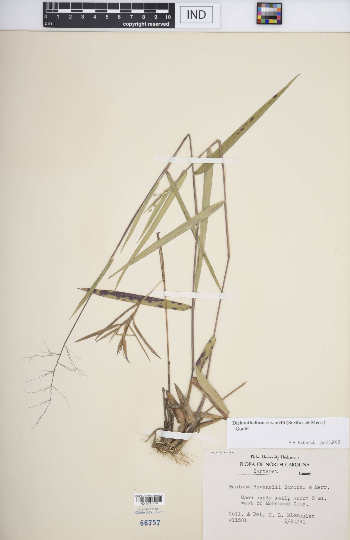 Dichanthelium ravenelii image
