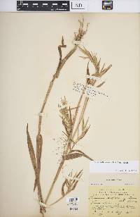 Dichanthelium scoparium image