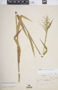 Dichanthelium scoparium image