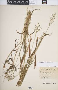 Dichanthelium scoparium image