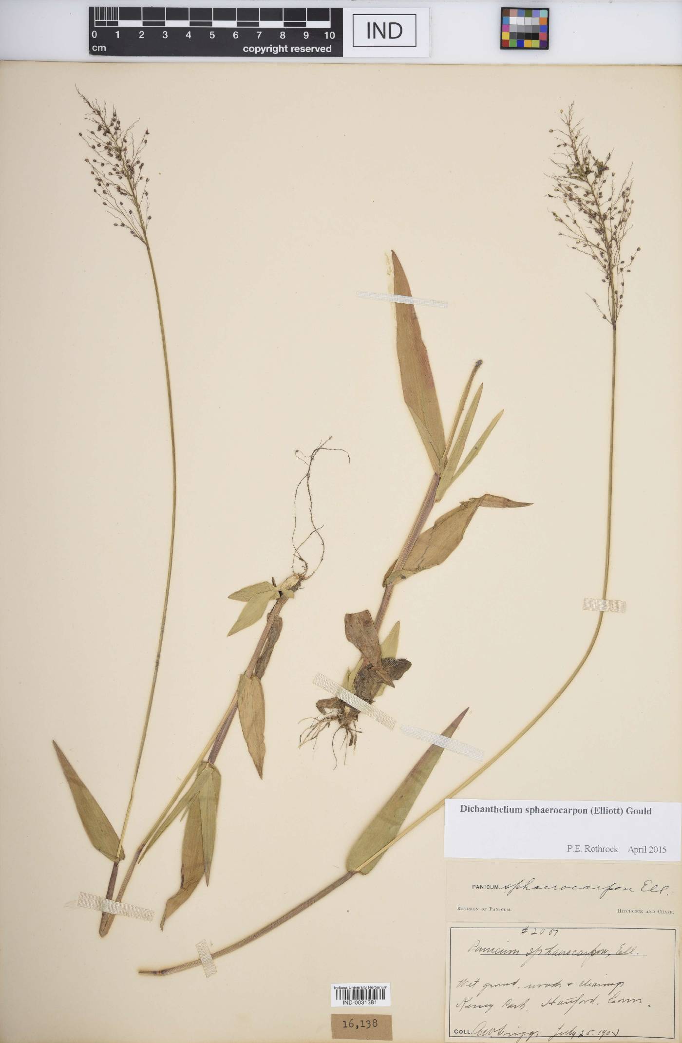 Dichanthelium sphaerocarpon image