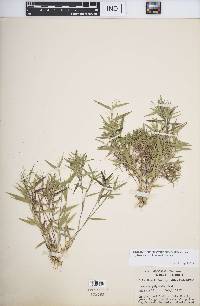 Dichanthelium strigosum subsp. glabrescens image