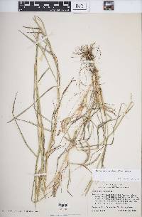 Dichanthium annulatum image