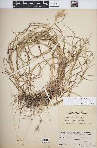 Dichanthium sericeum image