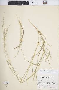 Digitaria californica image