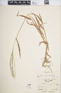 Digitaria ciliaris image