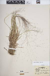 Digitaria cognata image