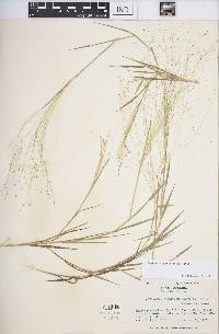 Digitaria cognata image