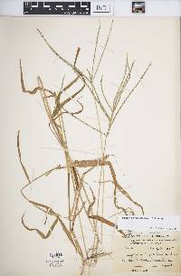 Digitaria compacta image